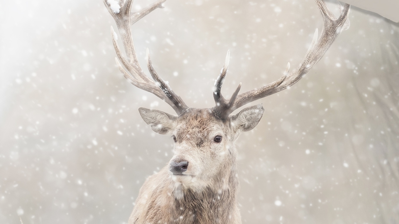 Dekbedovertrek Good Morning Snowydeer - Sand