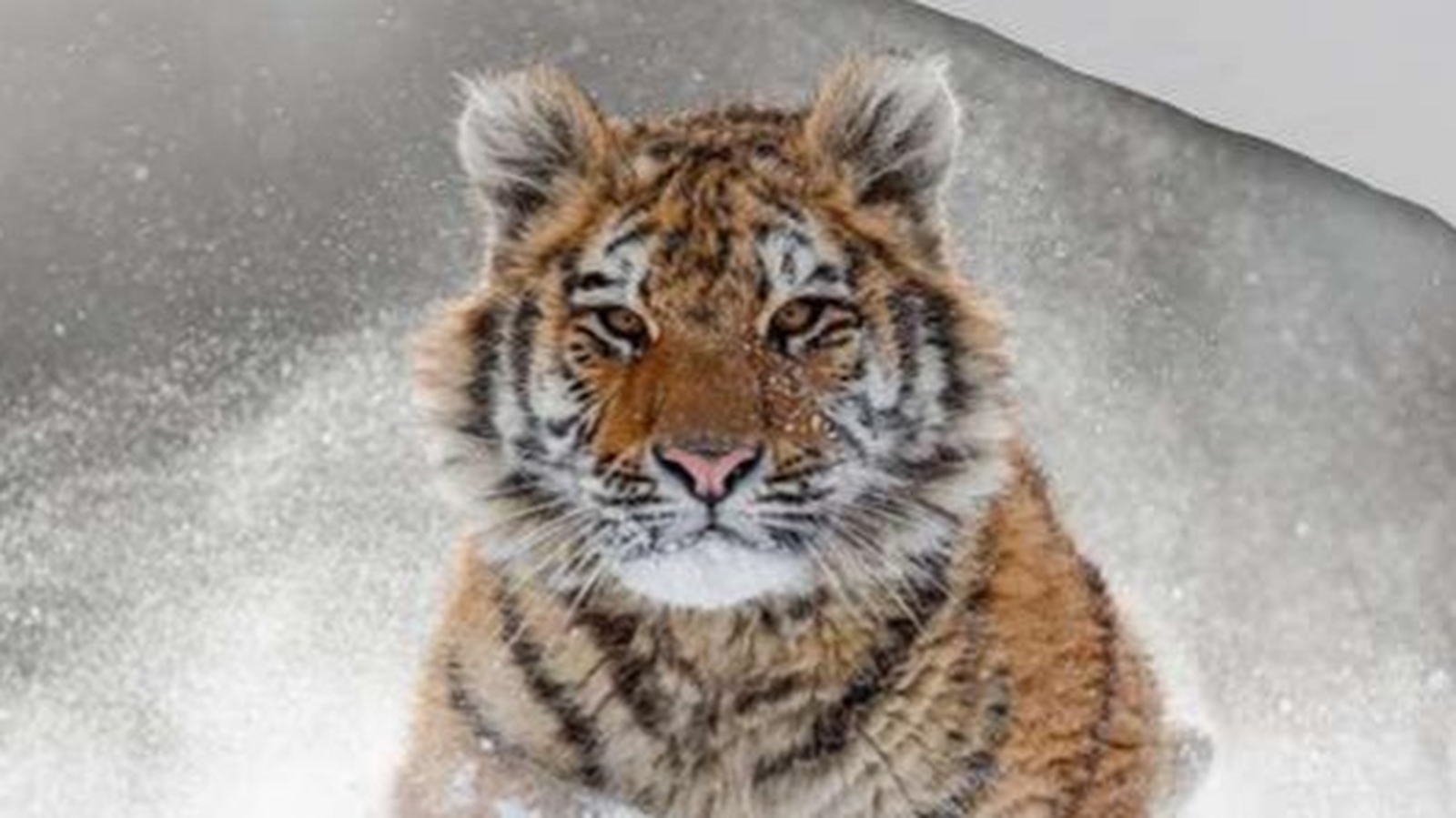 Dekbedovertrek Good Morning Snow Tiger - Grey