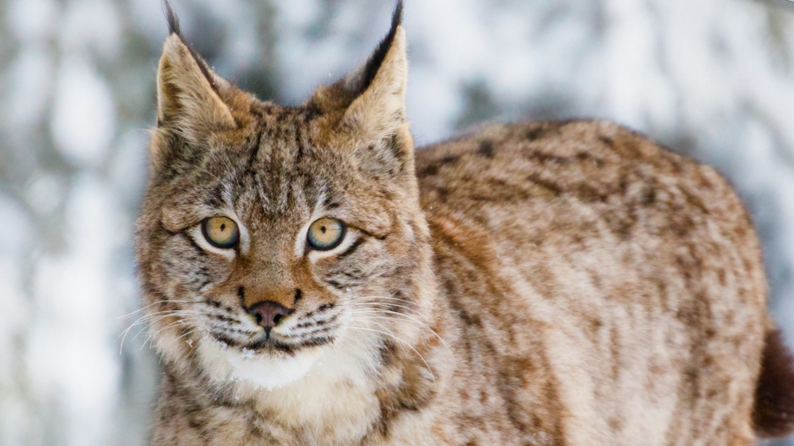Dekbedovertrek Good Morning Lynx - Grey